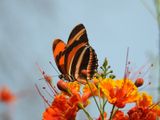 Banded Orange Heliconian (Dryadula phaetusa)