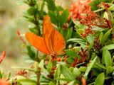 Julia Heliconian (Dryas iulia)