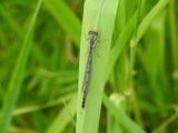 Fragile Forktail (<i>Ischnura posita</i>), female