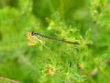 Fragile Forktail (<i>Ischnura posita</i>)