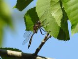 Brush-tipped Emerald (Somatochlora walshii)