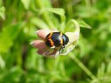 Milkweed leaf beetle (<i>Labidomera clivicollis</i>)