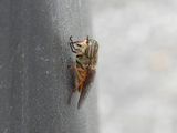Horse Fly (Tabanid sp.)