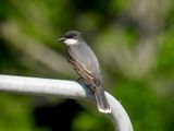 Eastern Kingbird