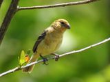 Morelets Seedeater