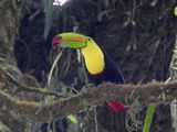 Keel-billed Toucan