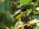 Common Tody-Flycatcher