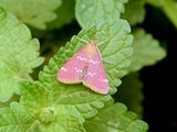 Raspberry Pyrausta Moth (Pyrausta signatalis) <br>Hodges #5034
