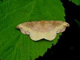 Rose Hooktip (Oreta rosea)<br>Hodges #6255