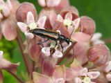 Strangalepta Flower Longhorn Beetle (Strangalepta abbreviata)