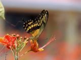 Western Giant Swallowtail (Heraclides rumiko)