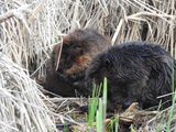 Beaver pair, grooming (<i>Castor canadensis</i>)