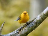 Prothonotary Warbler