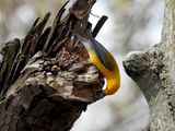 Prothonotary Warbler