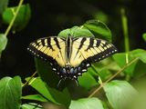 Midsummer Swallowtail (Canadian x Eastern Tiger Swalllowtail)