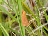 Virbia sp. <br>Hodges #8121 or 8123