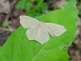 Pistachio Emerald (Hethemia pistasciaria) - <br>Hodges #7084