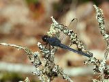 Slaty Skimmer (<i>Libellula incesta</i>)