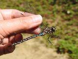 Variable Darner (Aeshna interrupta)
