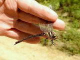 Twin-spotted Spiketail (Cordulegaster maculata)