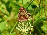 Great Spangled Fritillary (Argynnis cybele)