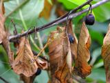 Autumn Meadowhawk (<i>Sympetrum vicinum</i>)