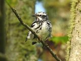 Black-and-white Warbler