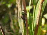  Lake Darner (Aeshna eremita)