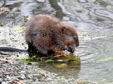 Muskrat (Ondatra zibethicus)