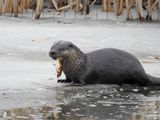 North American River Otter (Lontra canadensis) with catfish