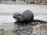 North American River Otter (Lontra canadensis) with catfish