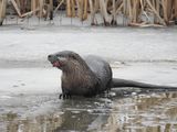 North American River Otter (Lontra canadensis) with catfish