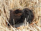 Beaver pair, grooming (<i>Castor canadensis</i>) - a full year later!