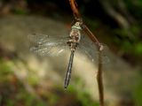 Uhlers Sundragon (Helocordulia uhleri)