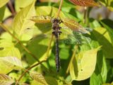 Uhlers Sundragon (Helocordulia uhleri)