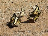 Canadian Tiger Swallowtails mud-puddling (Papilio canadensis)