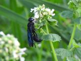 Great Black Digger Wasp (Sphex pennsylvanicus)