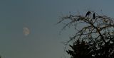 Yesterday evening