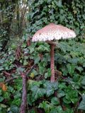 Lepiota procera