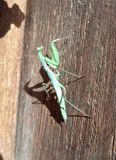Rare visitor