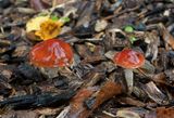 Stropharia oranjerode 