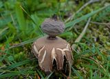 Heideaardster