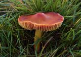 Hygrocybe punicea 