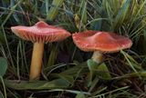 Hygrocybe punicea