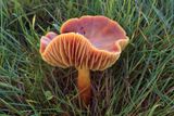 Hygrocybe punicea