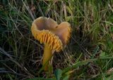 Prachtwasplaat oud , Hygrocybe  aurantiosplendens
