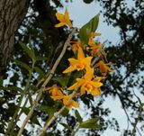 Dendrobium henryi 