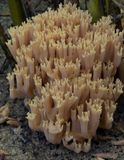 Helmkoraalzwam, aan de voet van het helmgras in de zeeduinen , Ramaria ammophila