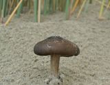 Duinveldridderzwam