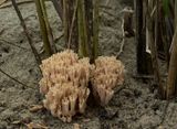 Helmkoraalzwam, Ramaria ammophila, aan de voet van helmgras in de zeeduinen